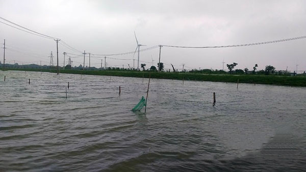 陽澄湖大閘蟹是標準化養殖池塘