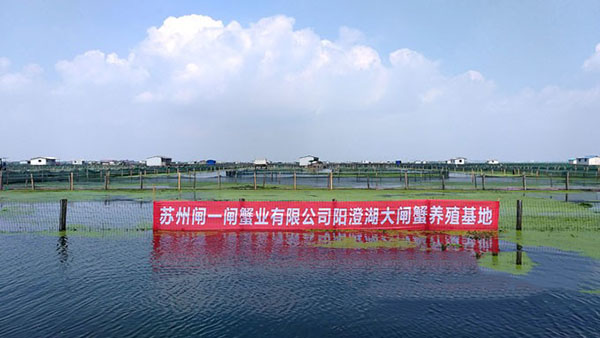 陽澄湖大閘蟹湖區養殖